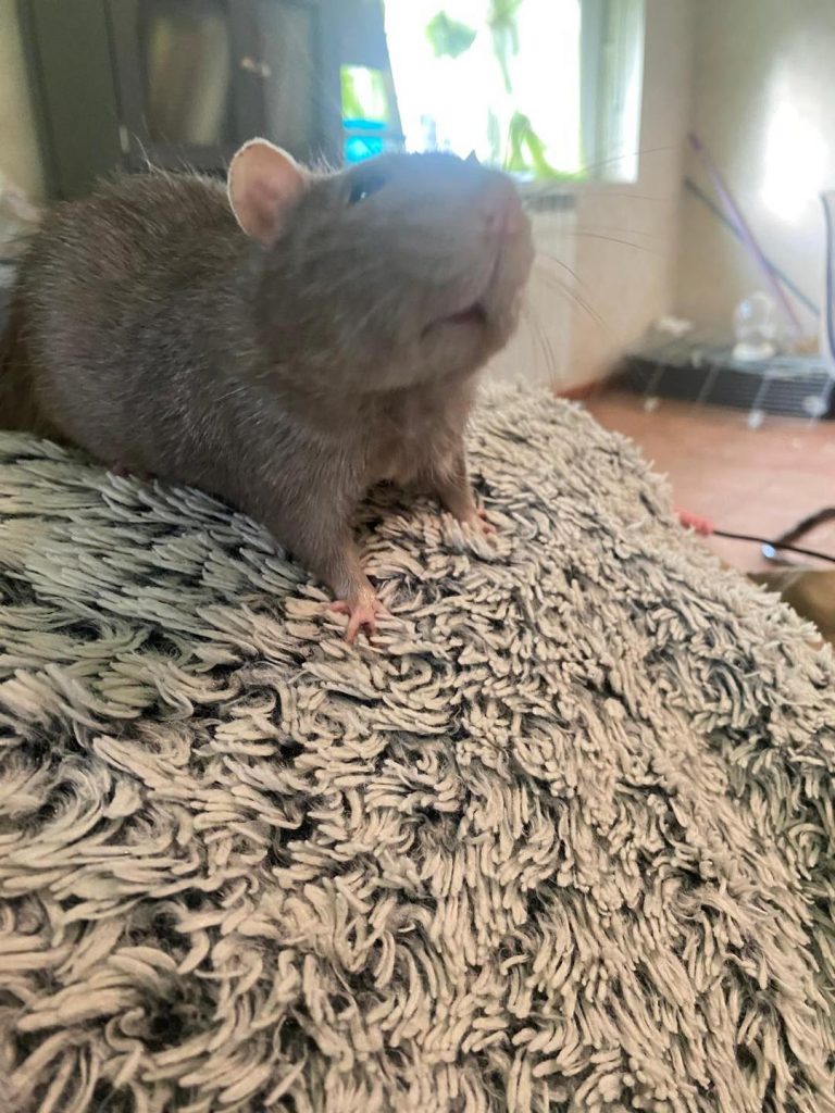 adoption rat 60