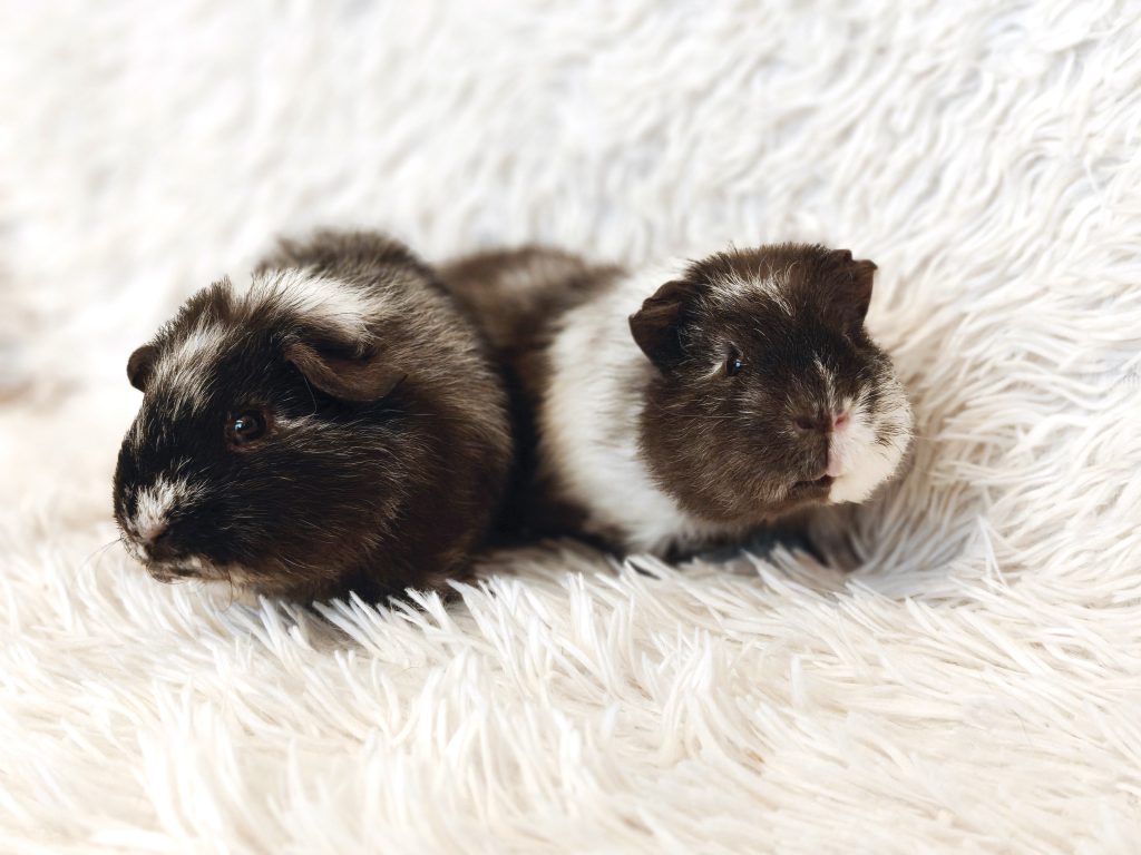 adoption cochon d'inde Paris 75