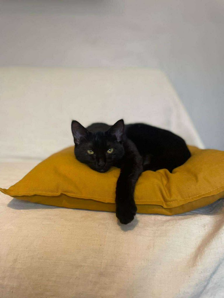 adoption chaton *Paris