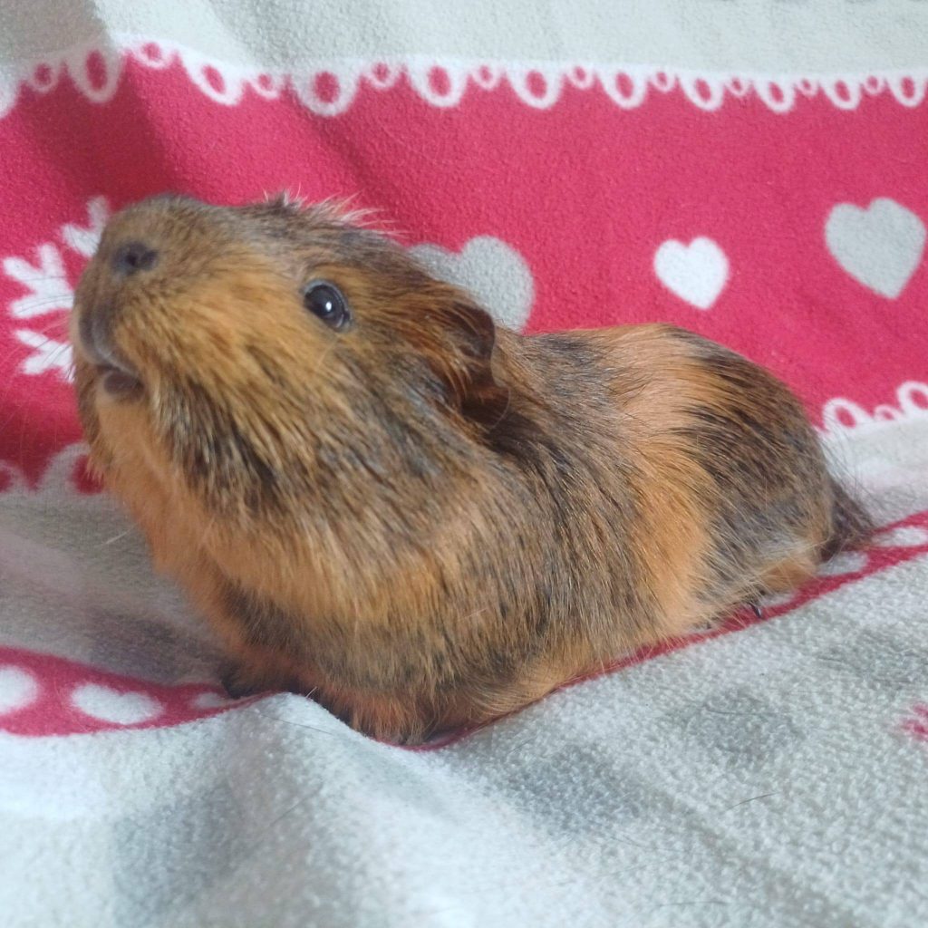 adoption cochond d'inde chaumontel 95