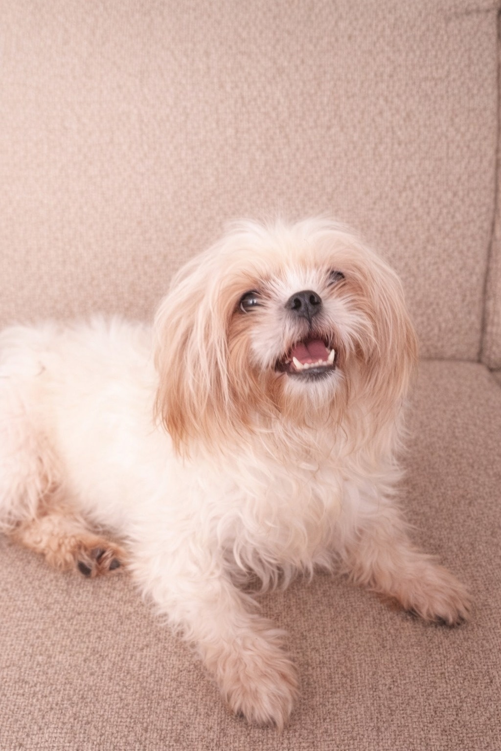 adoption chienne val d'oise