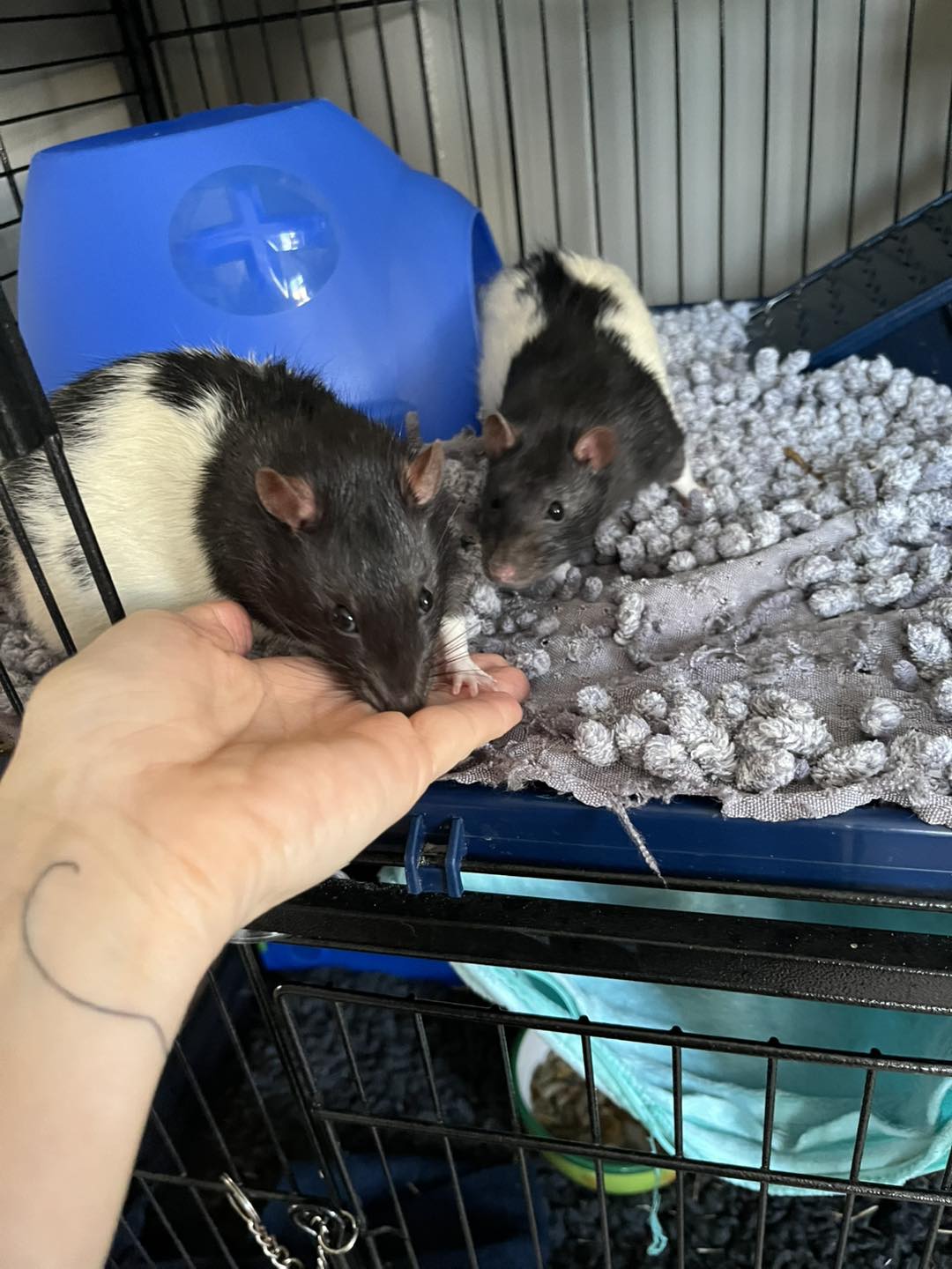 adoption rats Parmain 95