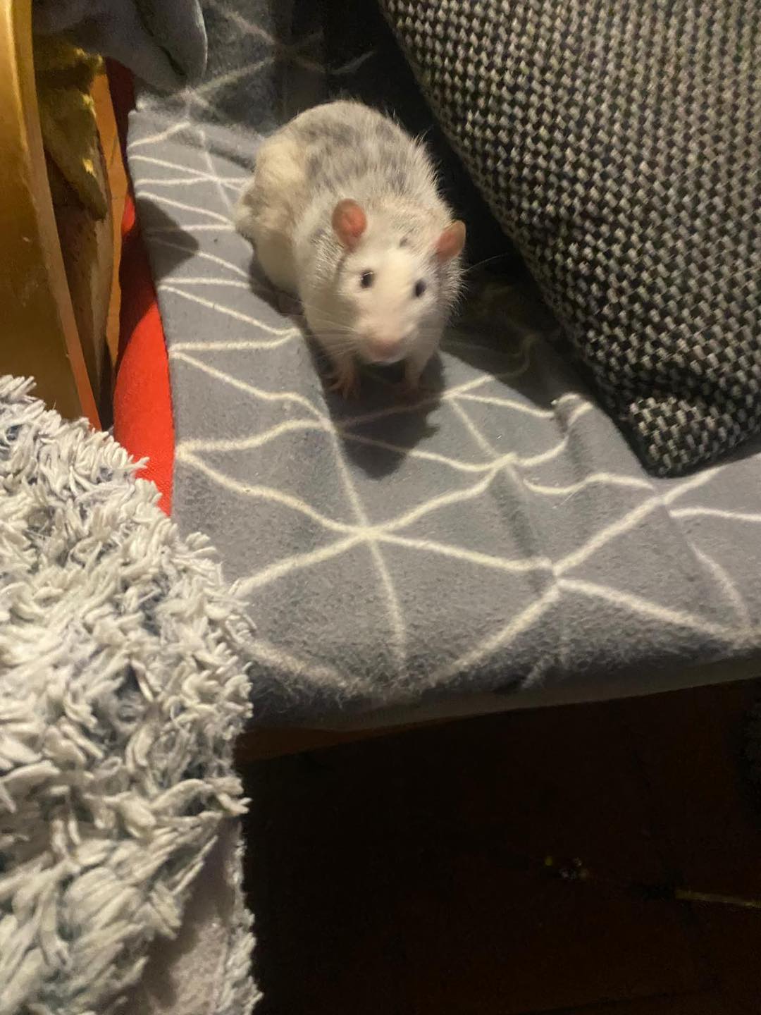 adoption rat Neuilly en thelle