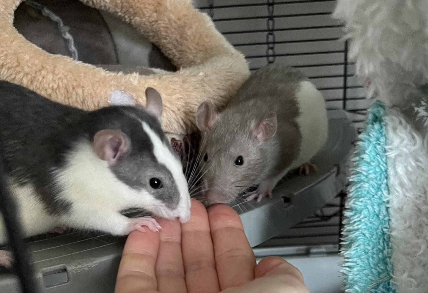 adoption rat Parmain