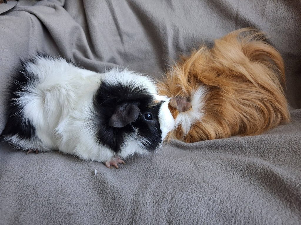 adoption cochon d"inde males chaumontel 95