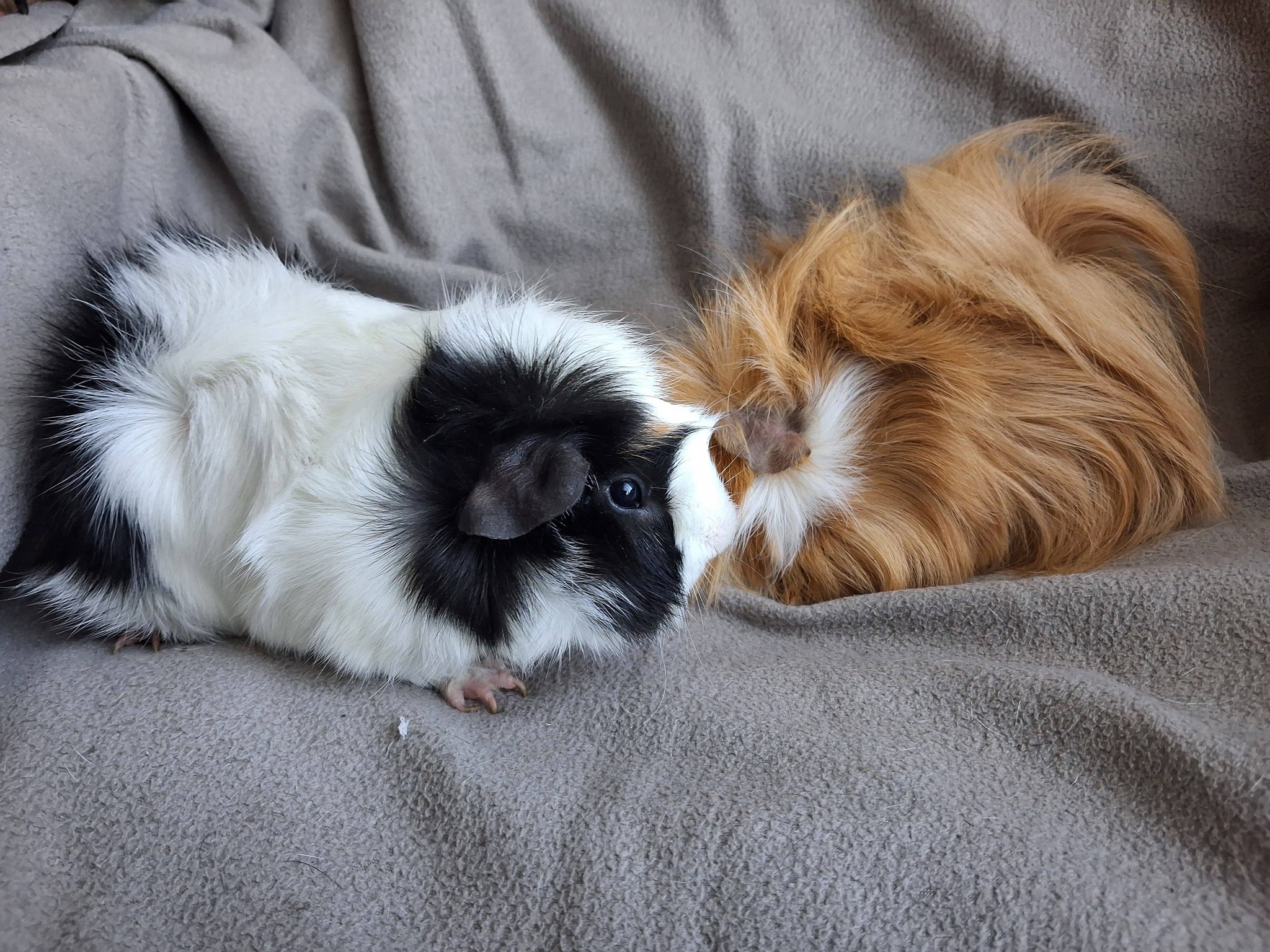 adoption cochon d"inde males chaumontel 95