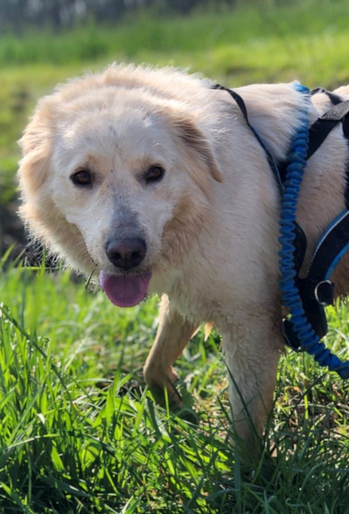 adoption chien ile de france