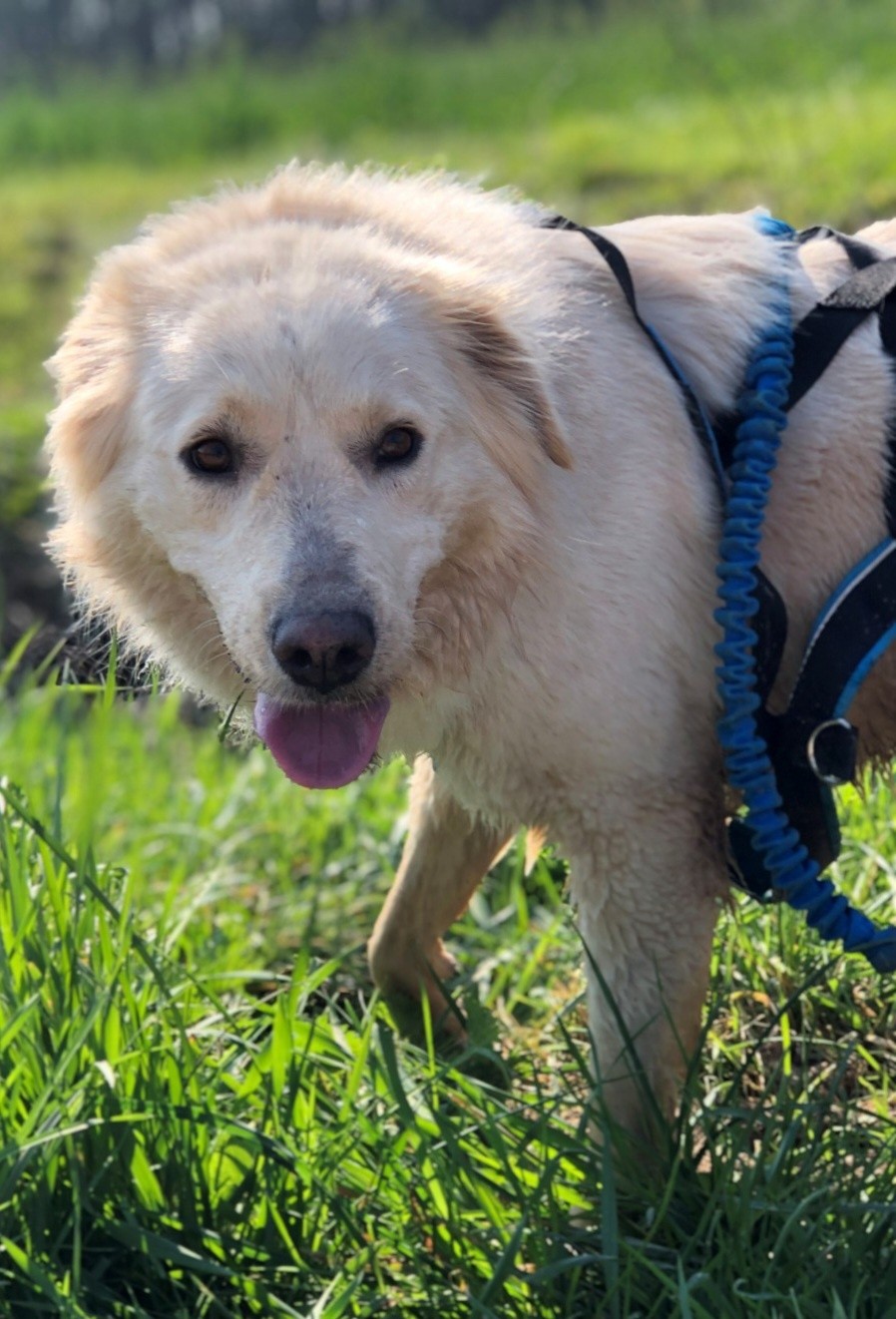 adoption chien ile de france