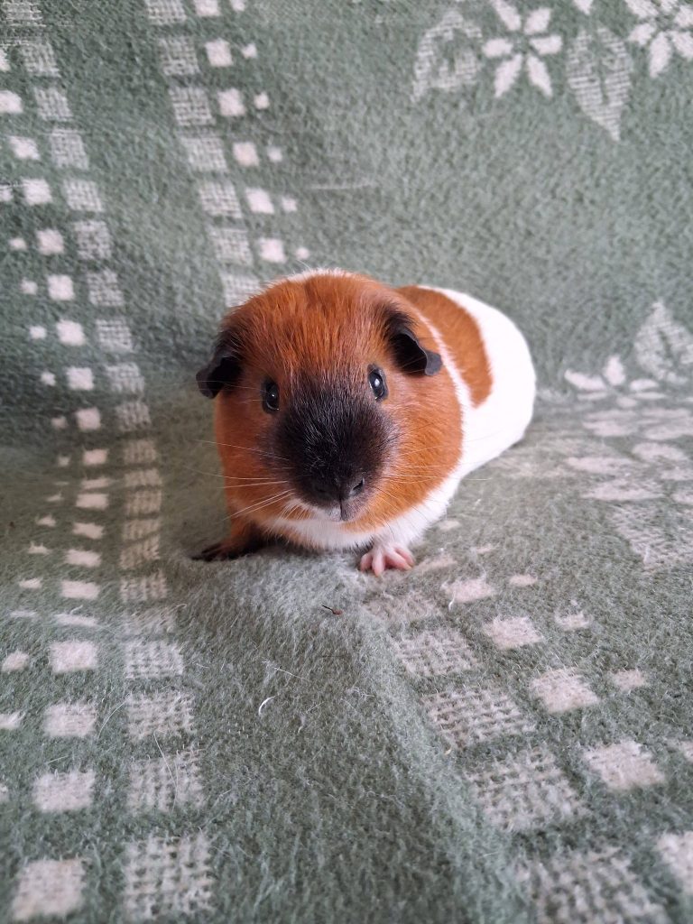 adoption cochon d'inde male