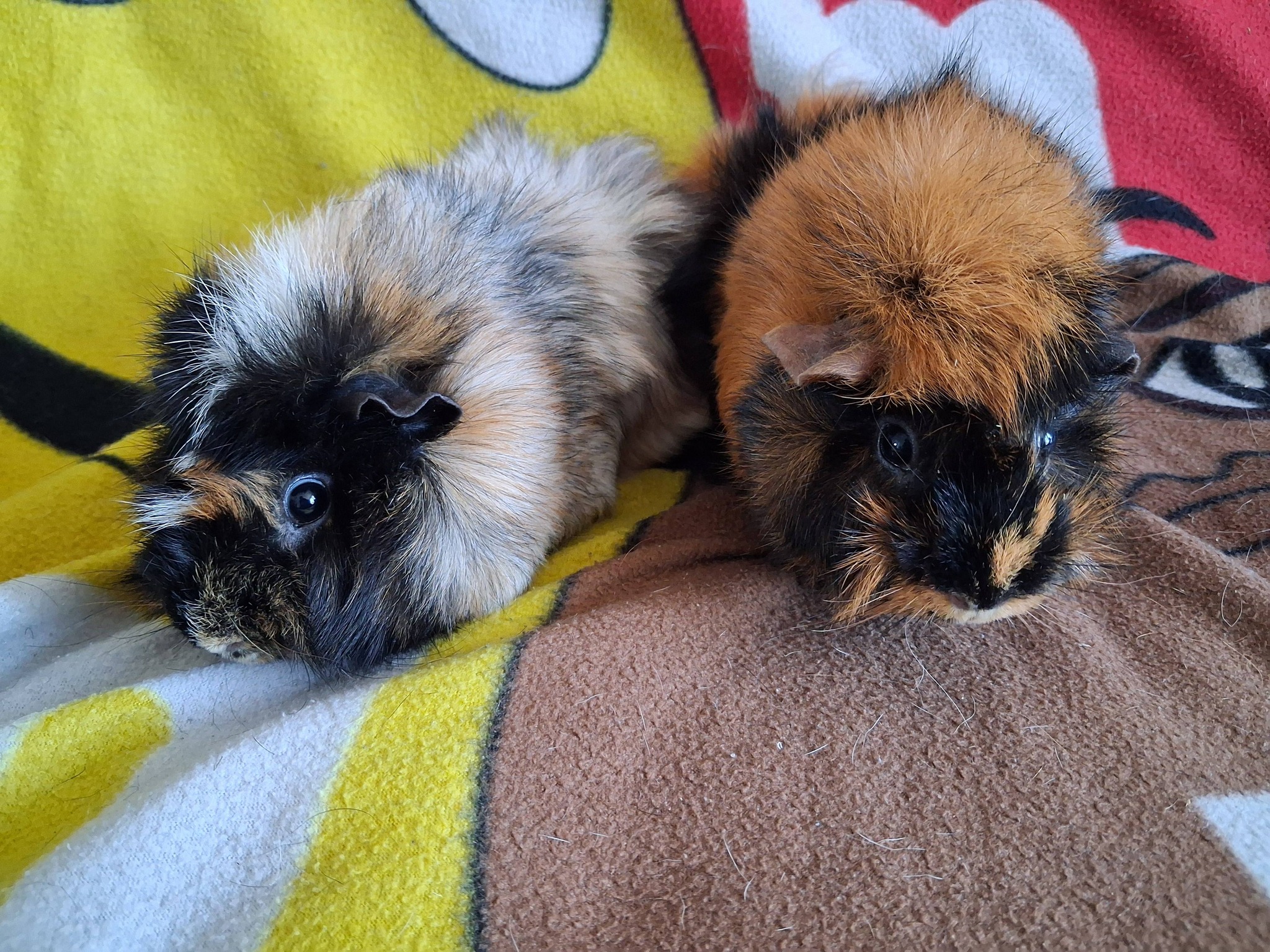 adoption cochon d"inde chaumontel