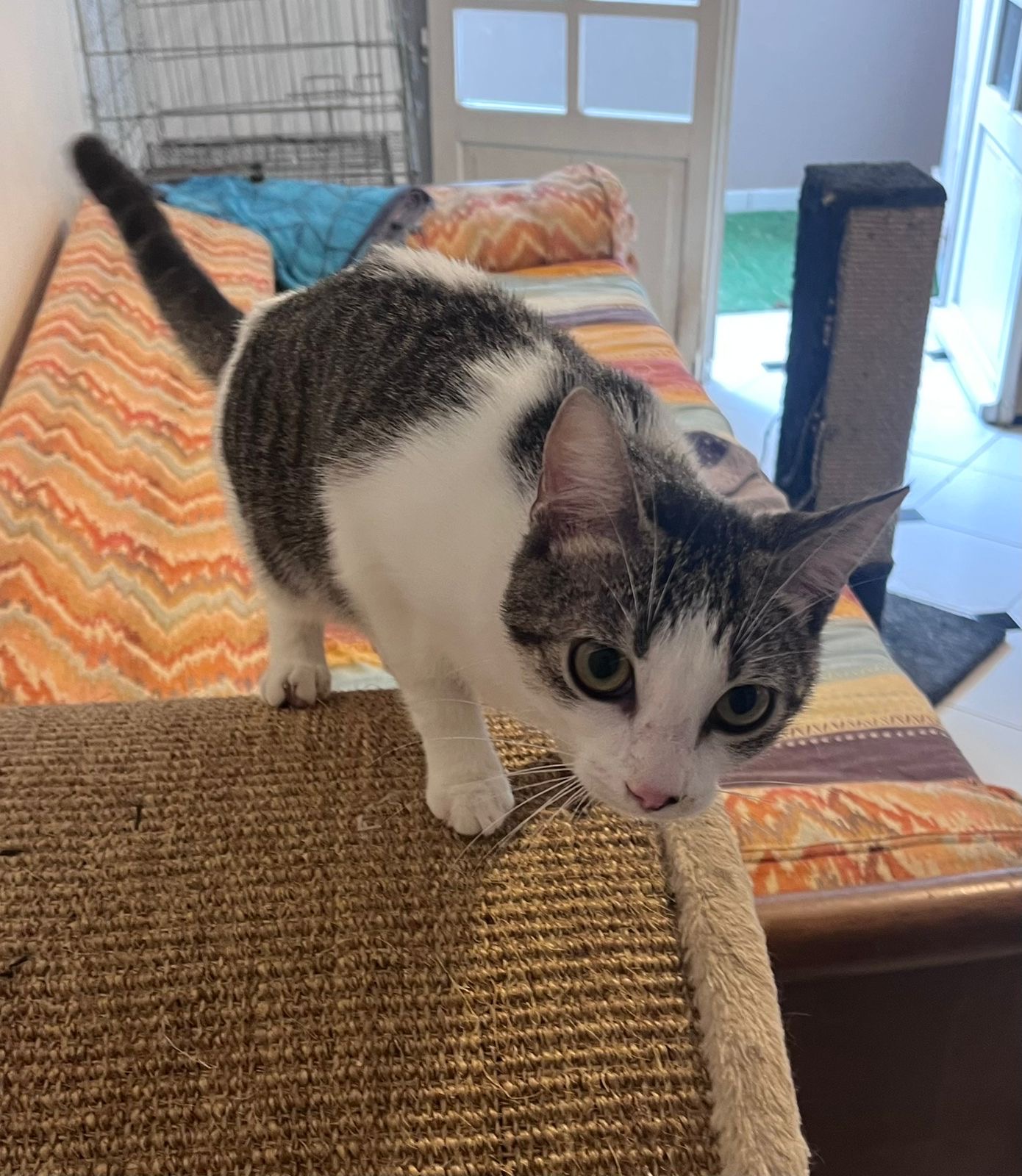 adoption chat ile de france