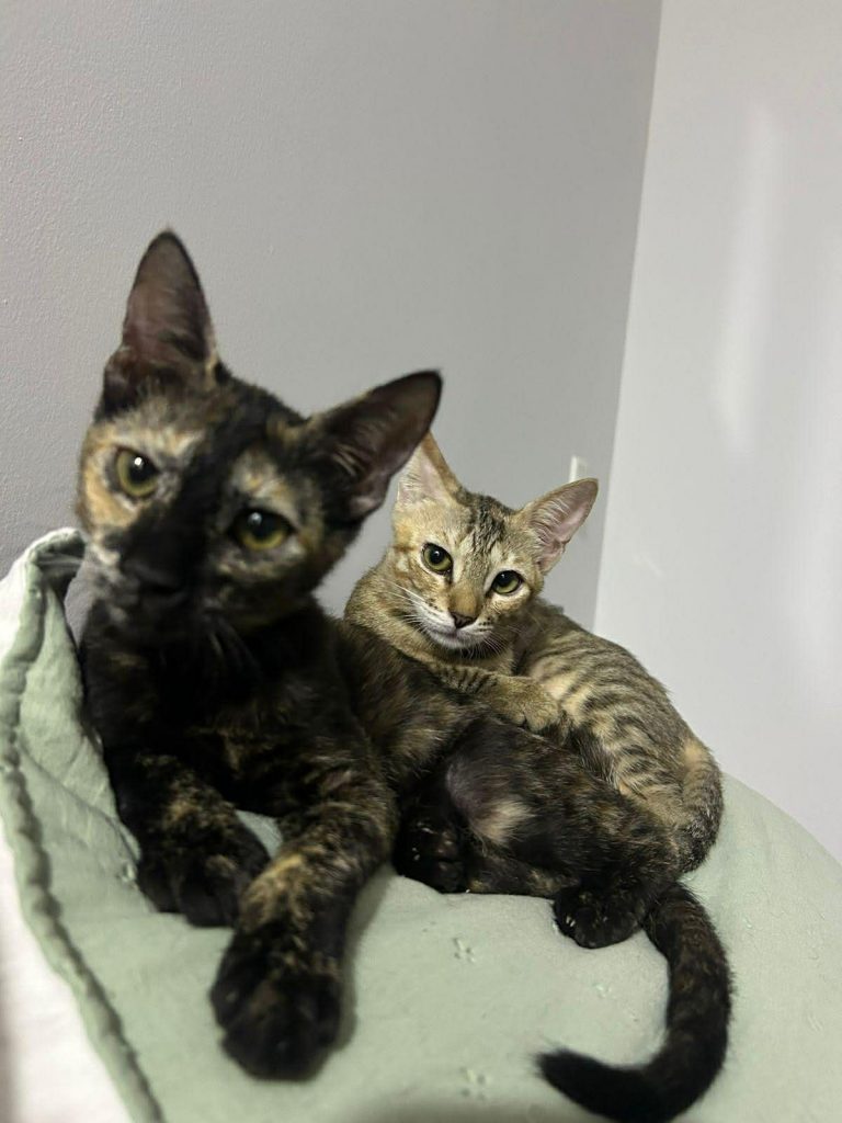 adoption chats ile de france