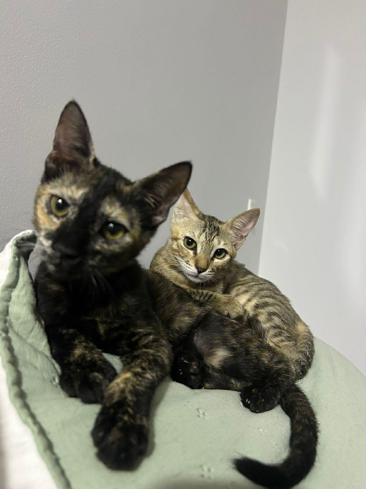 adoption chats ile de france