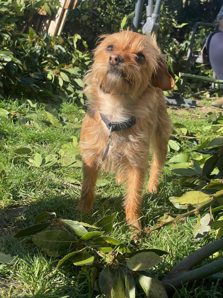 adoption chien val de marne