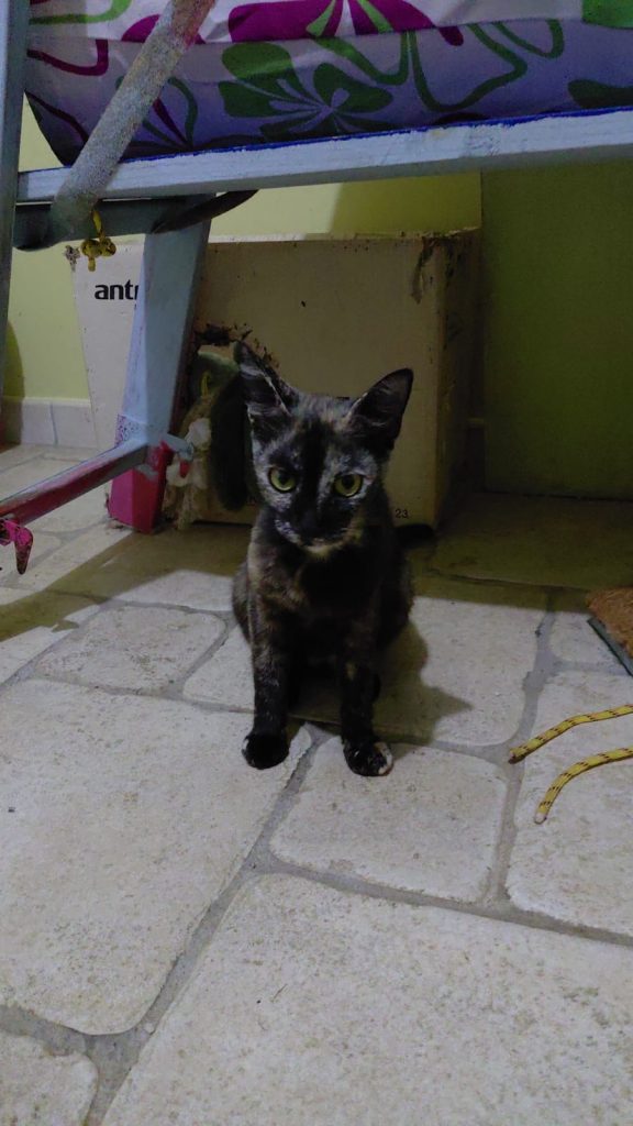 adoption chat ile de france
