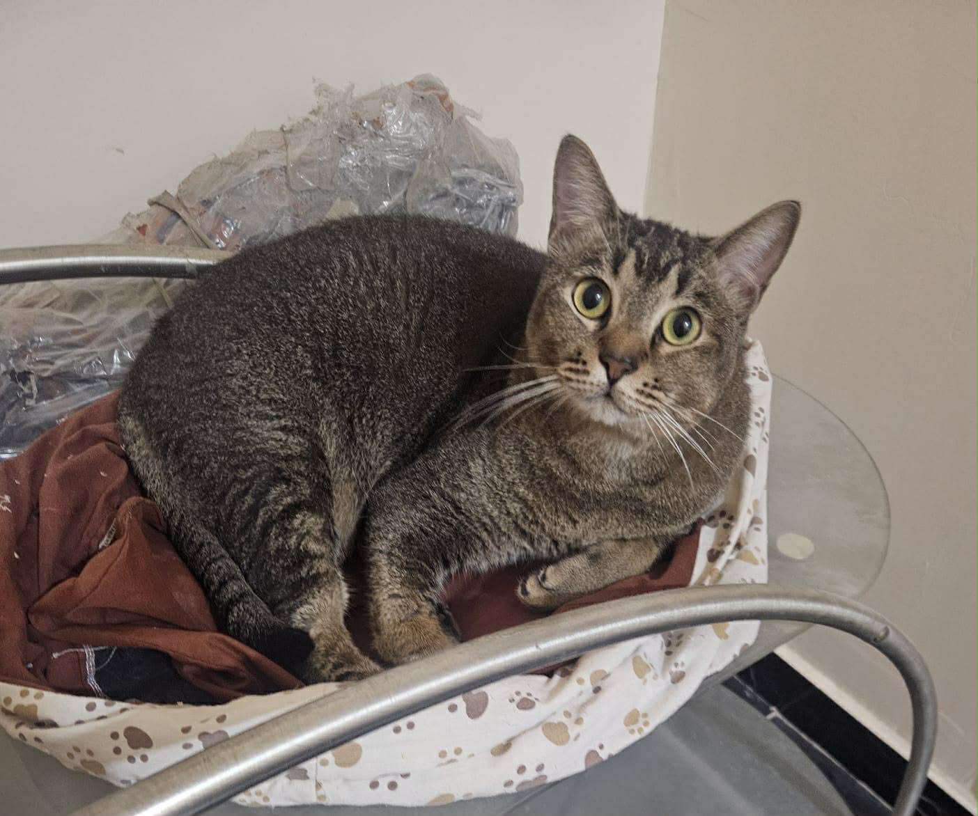 adoption chat ile de france