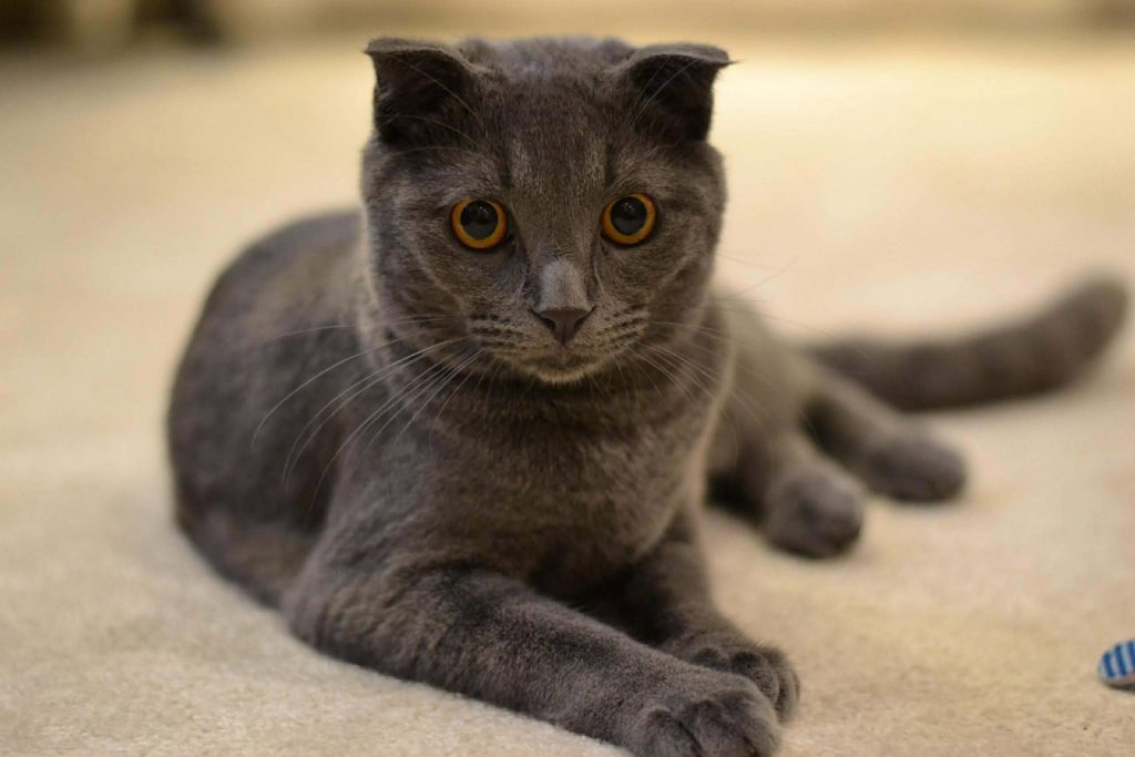 adoption chat paris