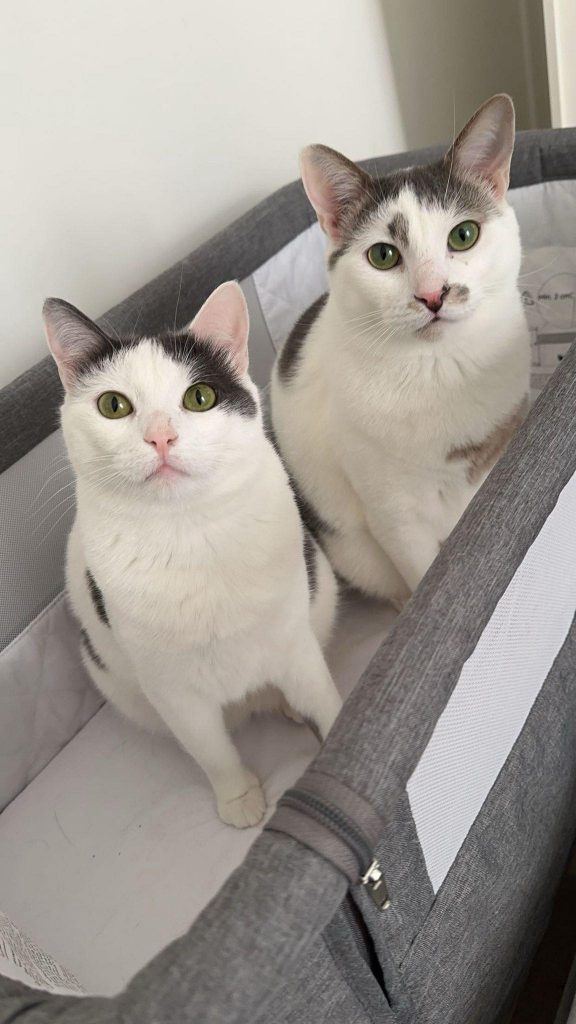 adoption chat male femelle 78