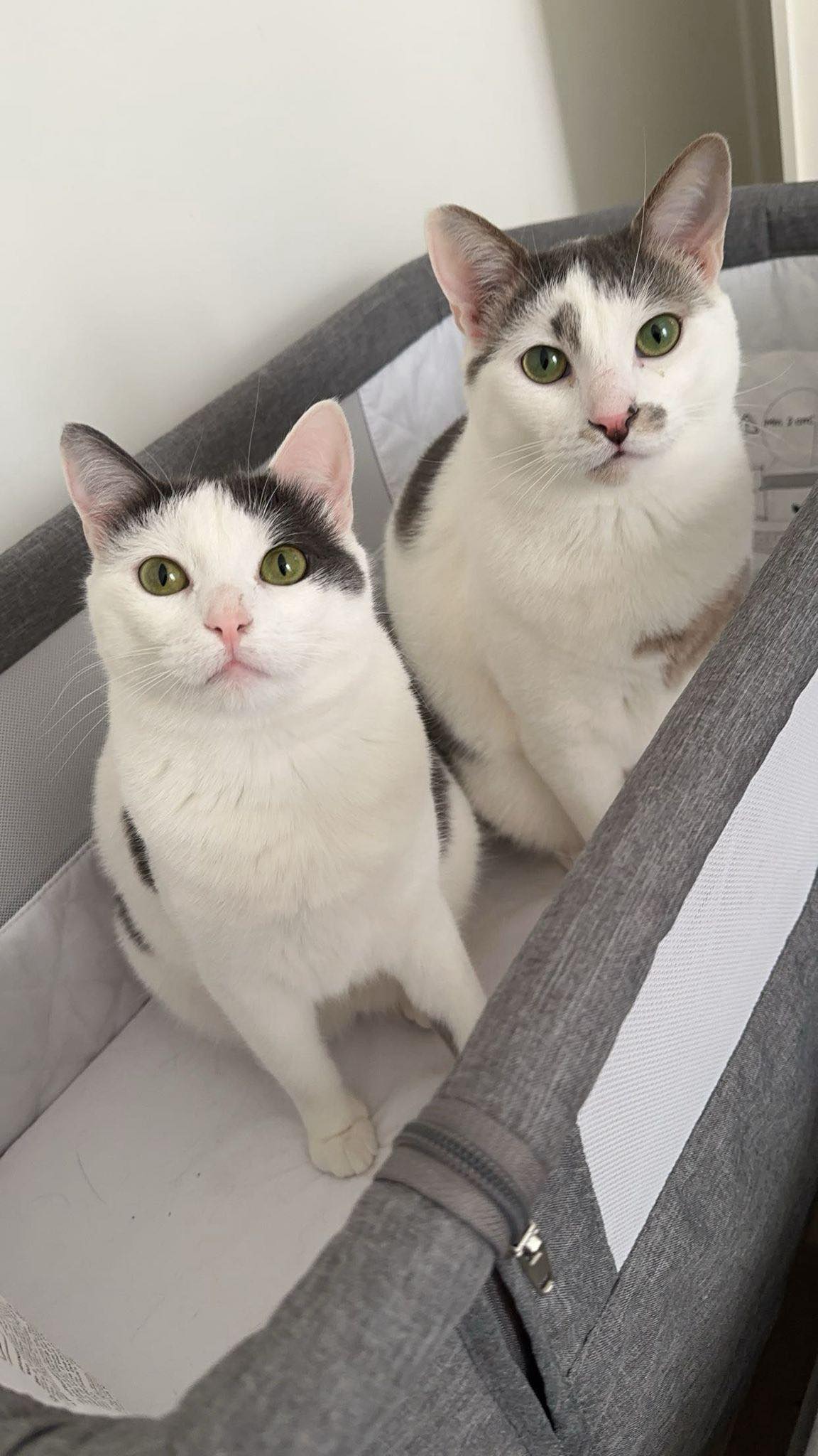 adoption chat male femelle 78