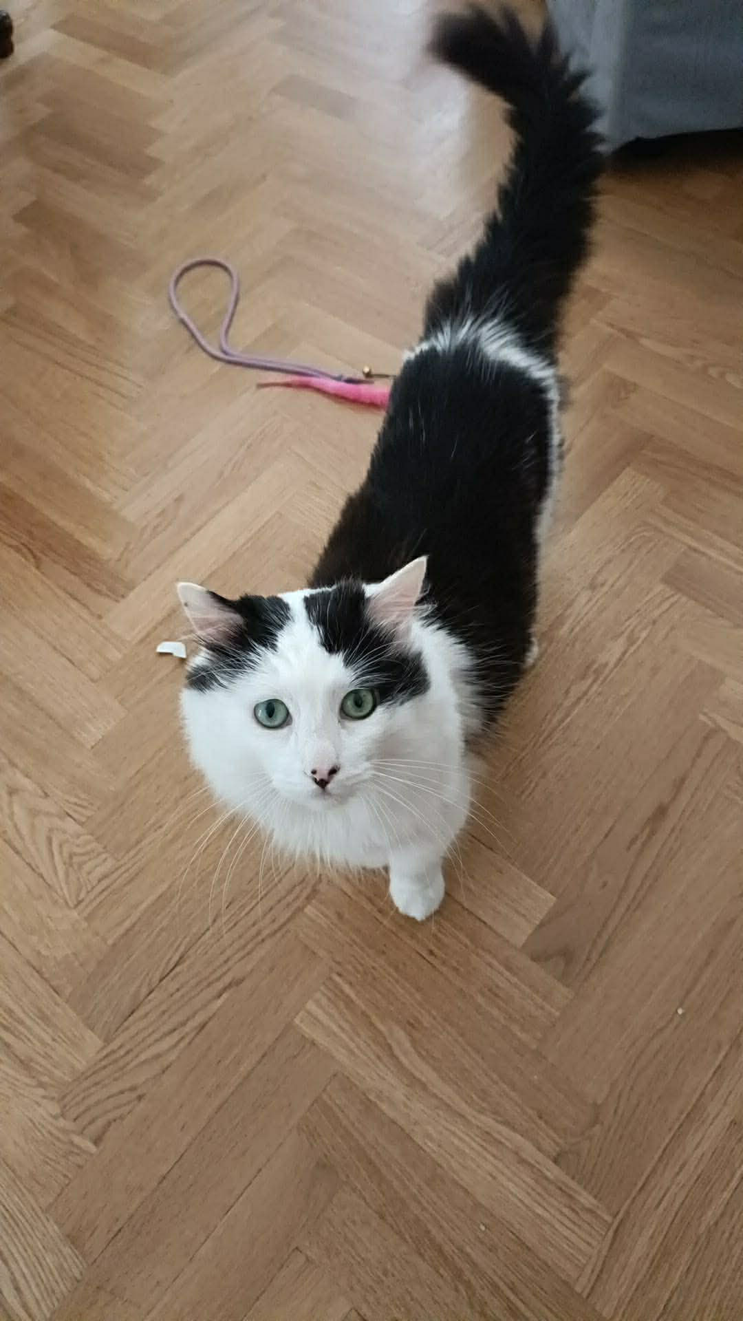 adoptionchat houilles