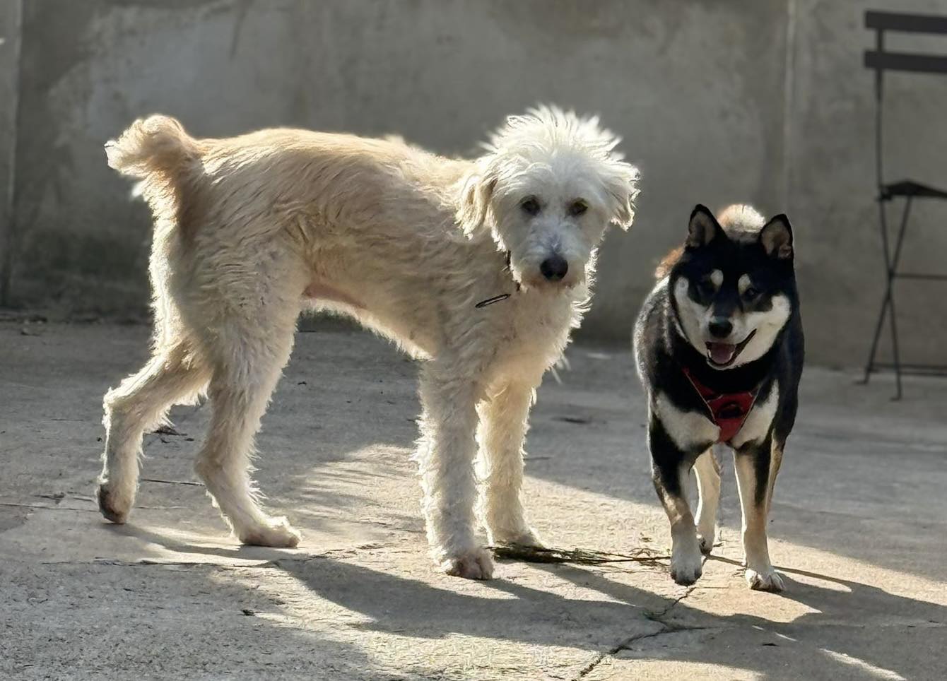adoption chien val de marne