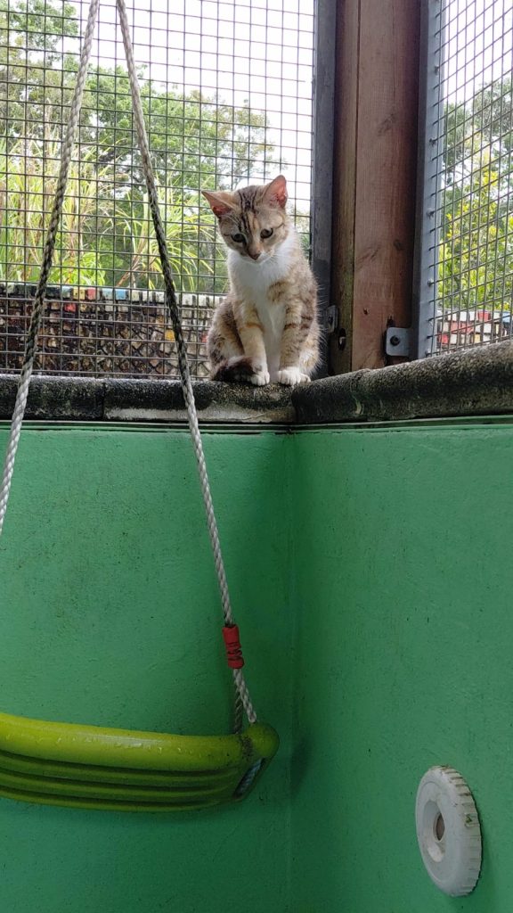 adoption chat ile de france