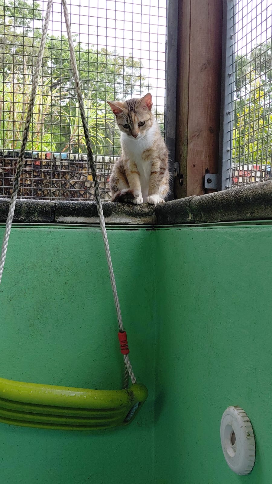 adoption chat ile de france