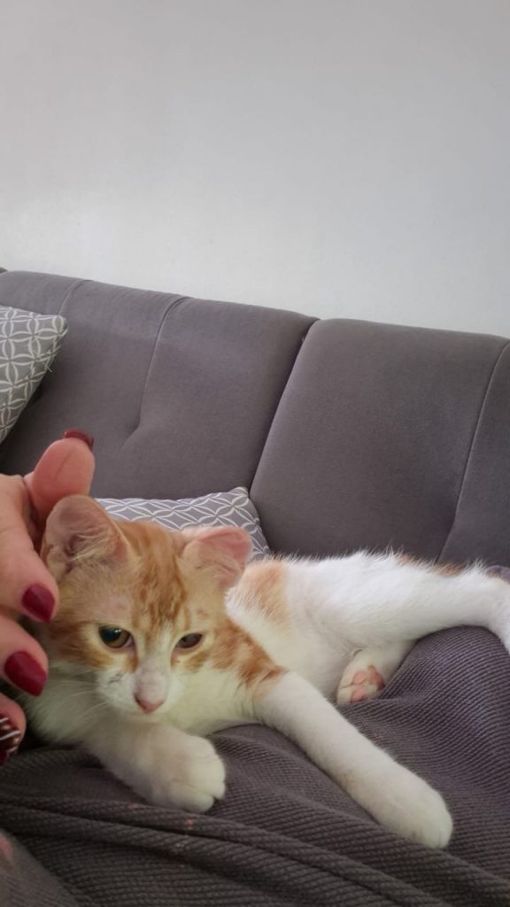adoptionchat ile de france