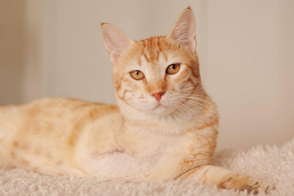 adoption chat ile de france