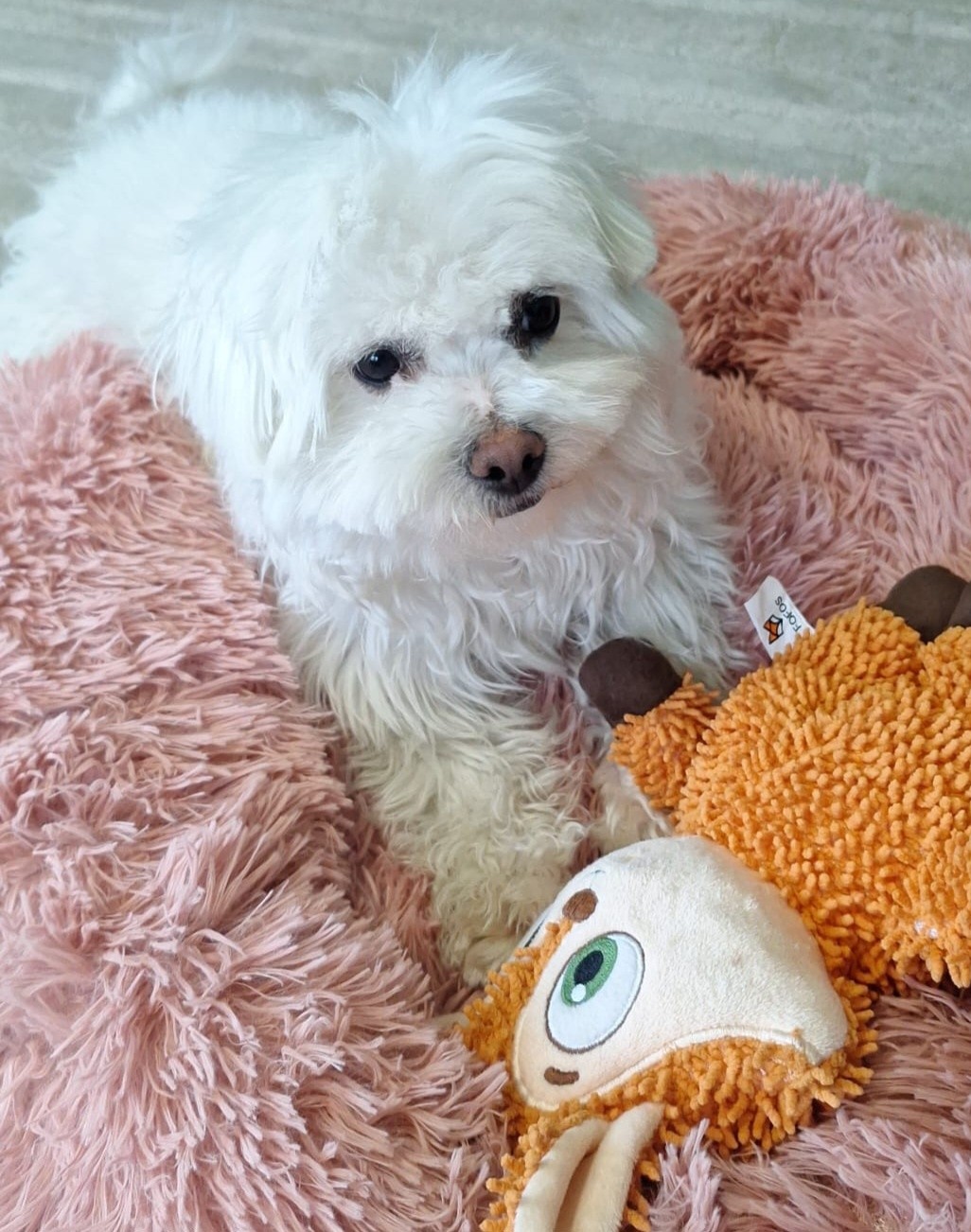 adoption chien Val d'Oise