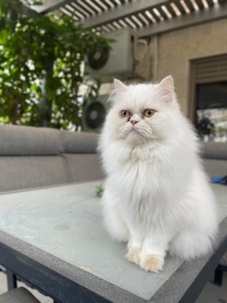 adoptionchat Paris
