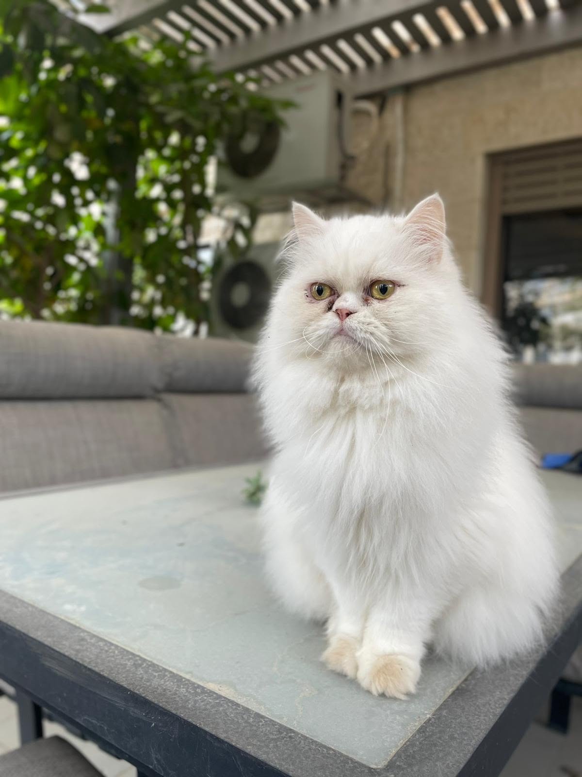 adoptionchat Paris