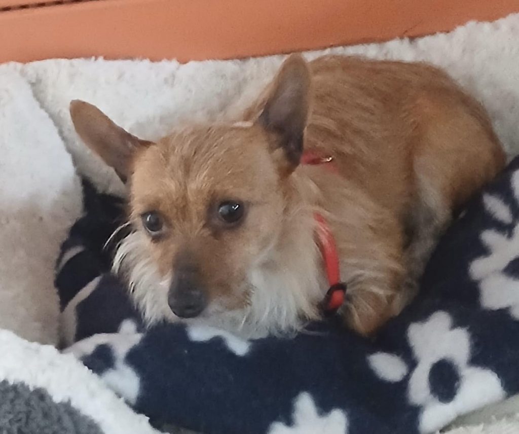 adoptionchien ile de france