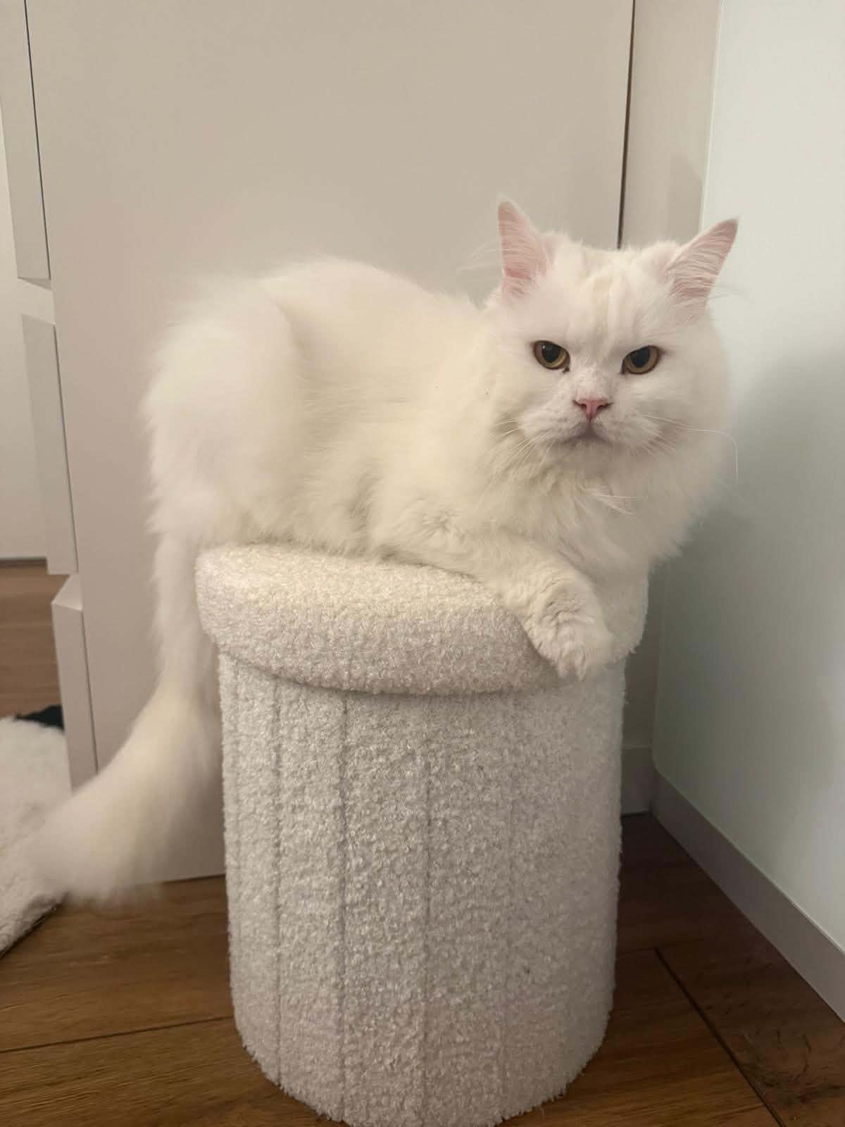 adoptionc hat herblay