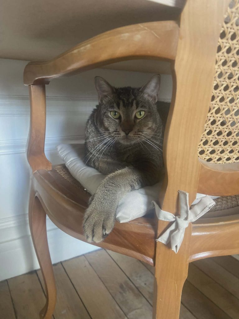 adopion chat Paris
