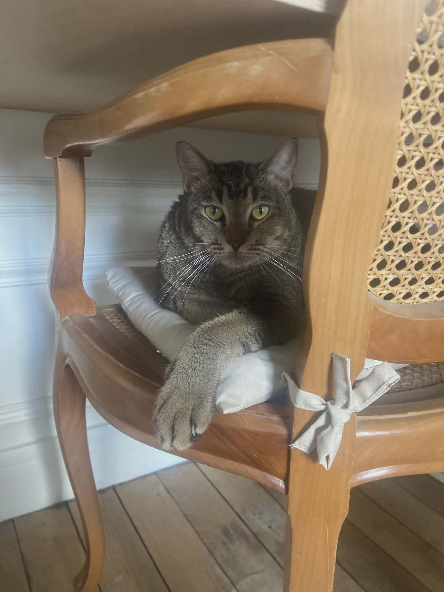 adopion chat Paris
