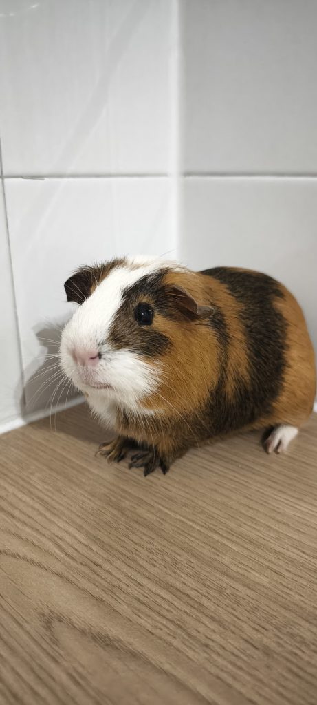 adoption cochon d'inde Montfermeil