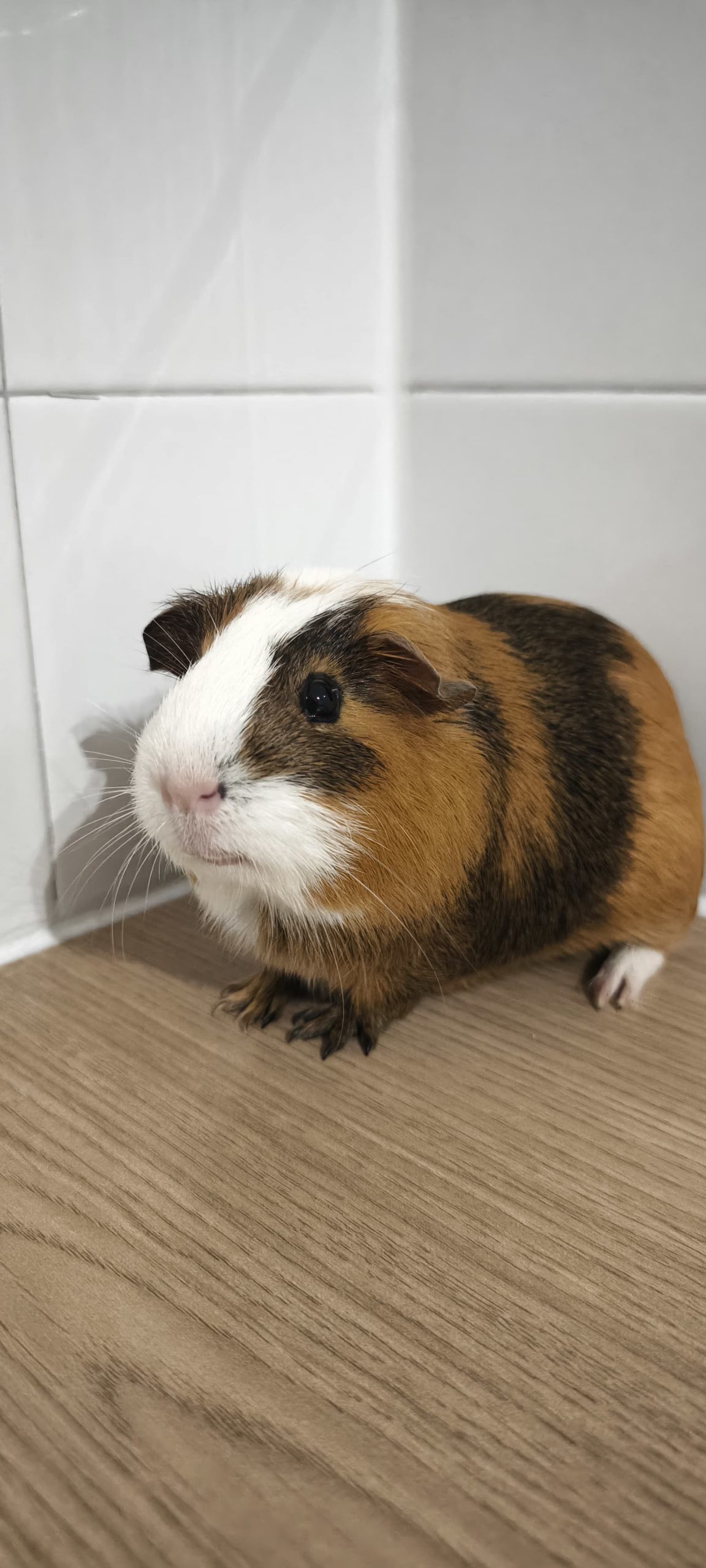 adoption cochon d'inde Montfermeil