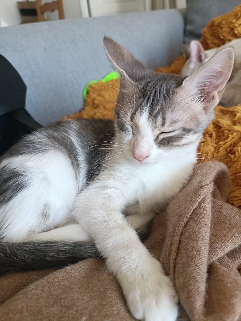 adoption chat houilles