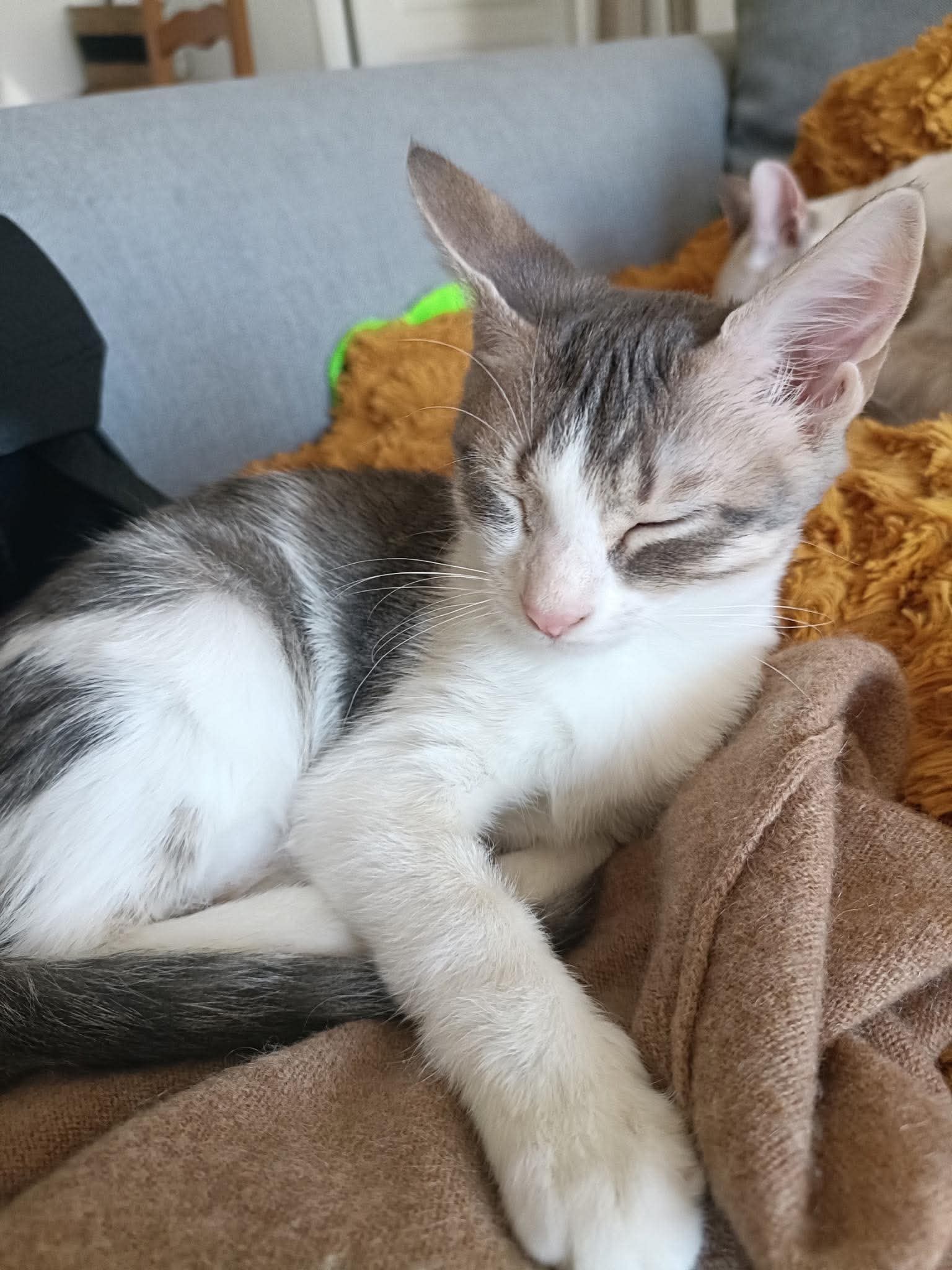 adoption chat houilles