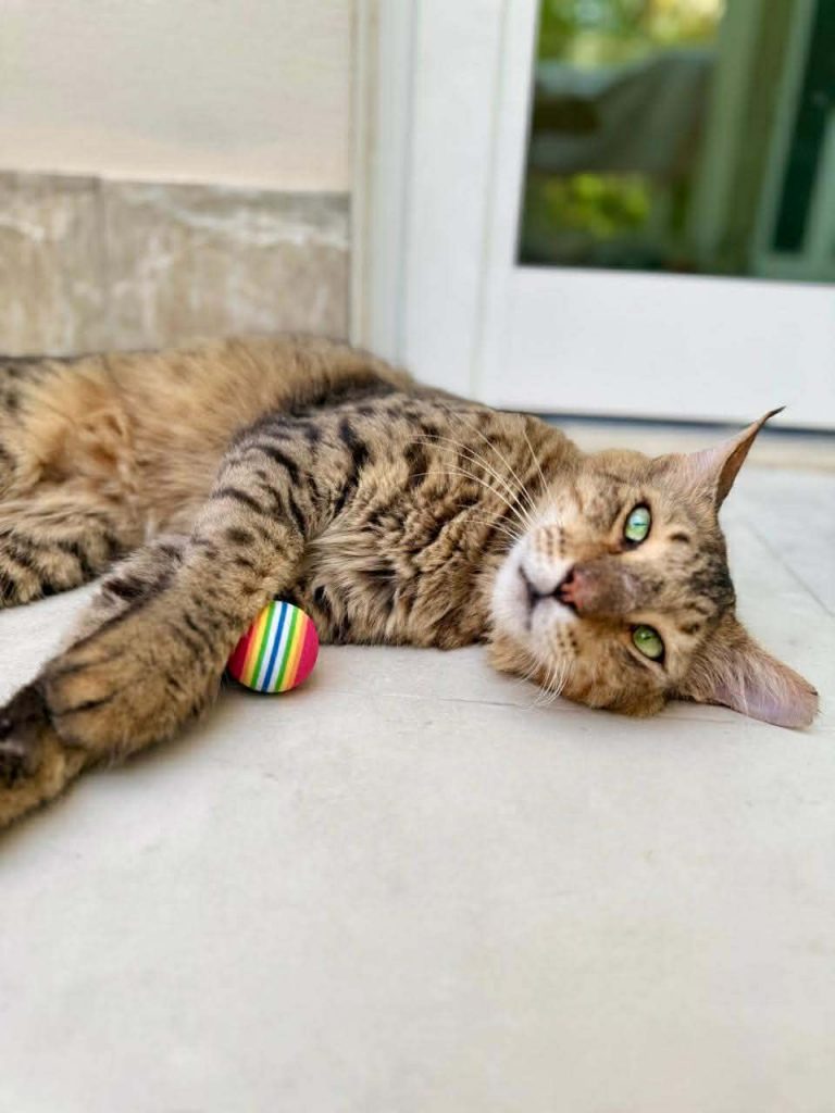 adoptionchat ile de france