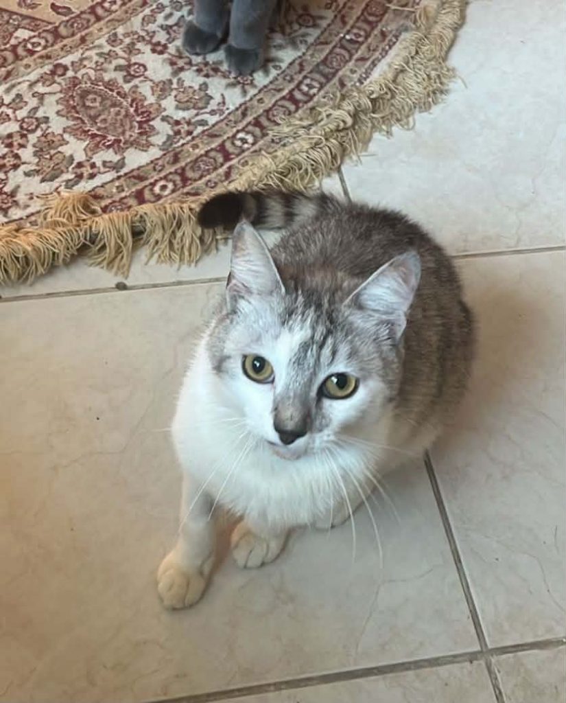 adoption chat ile de france