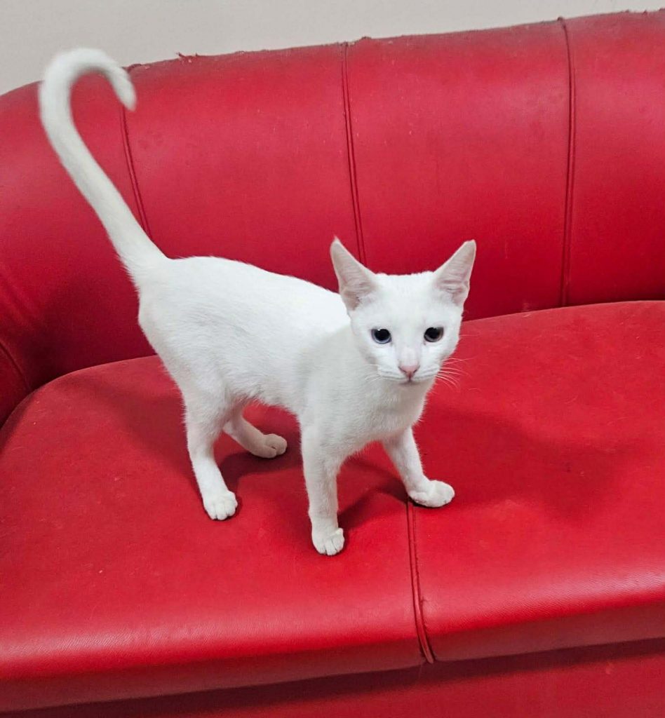 adoption chat ile de france
