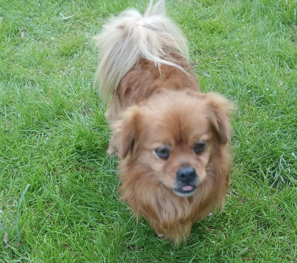 adoptionchien ile de france