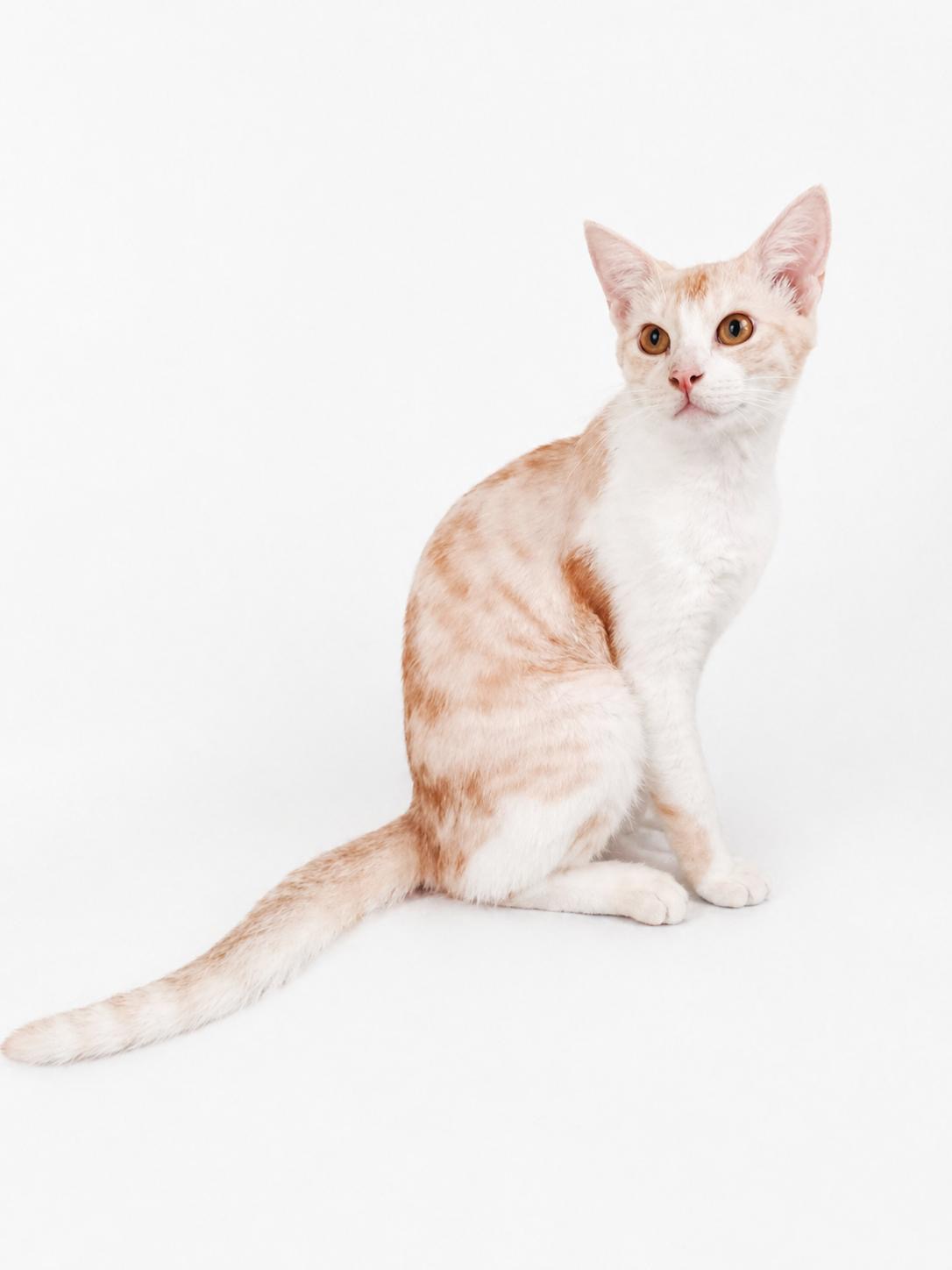 adoption chat ile de france