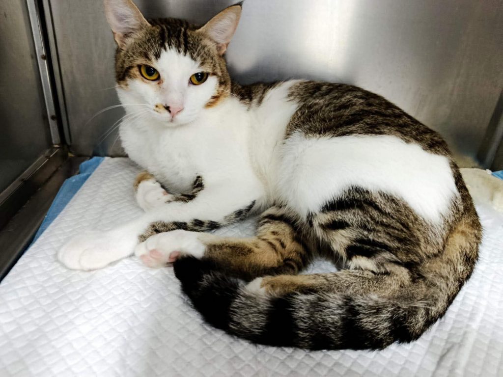 adoption chat ile de france