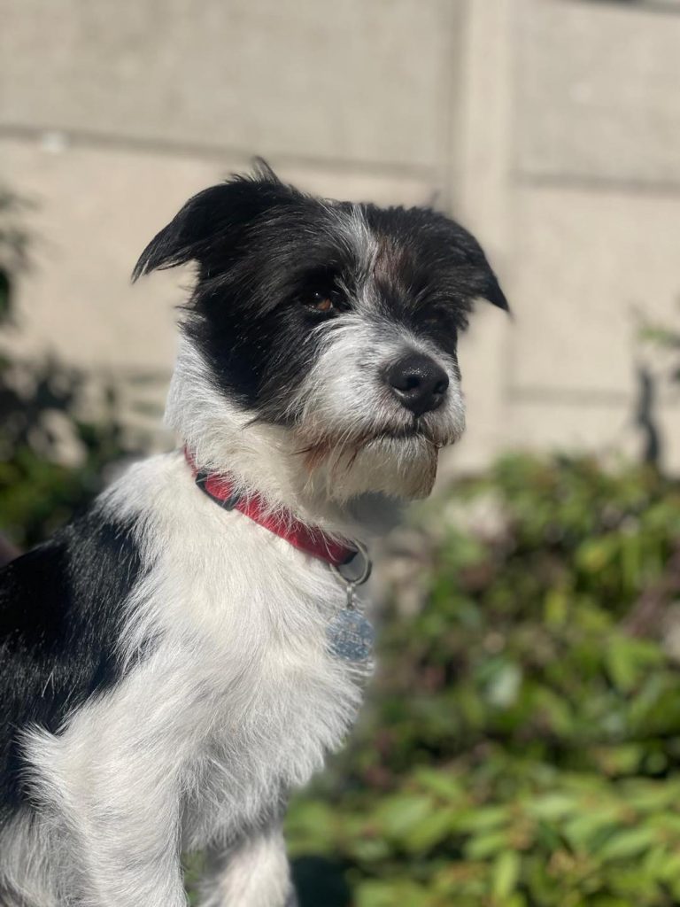 adoption chien ile de france