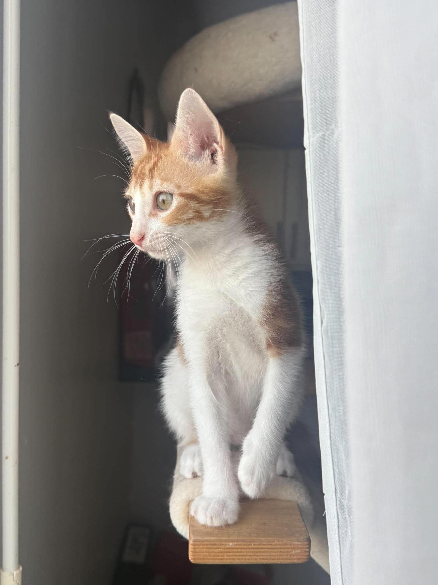 adoption chat val d'oise
