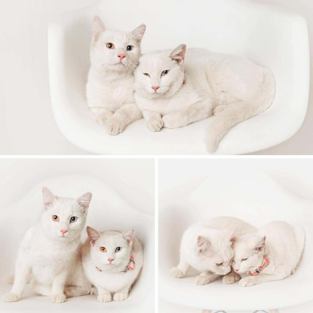 adoptionchat ile de france