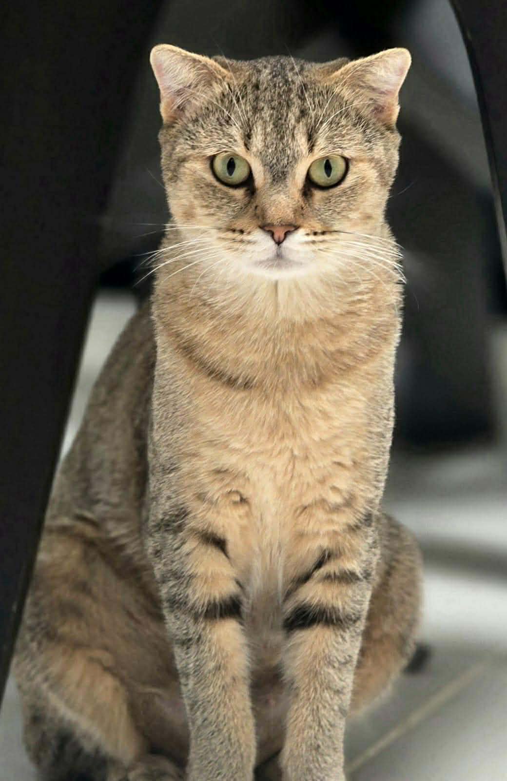 adoptionchat ile de france